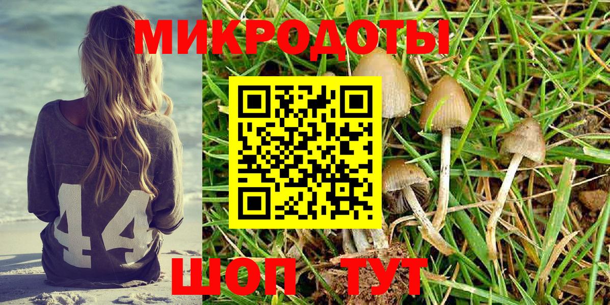 Псилоцибиновые грибы Psilocybine cubensis Новозыбков